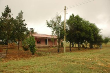 Kuzey Arjantin 'deki altın buğday tarlaları