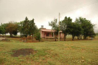 Kuzey Arjantin 'deki altın buğday tarlaları