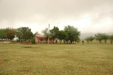 Kuzey Arjantin 'deki altın buğday tarlaları