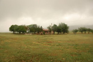 Kuzey Arjantin 'deki altın buğday tarlaları