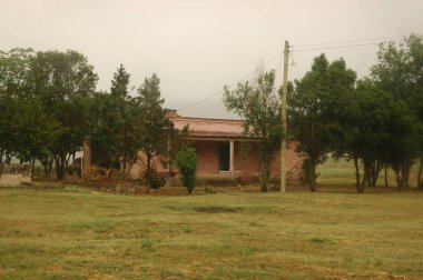 Kuzey Arjantin 'deki altın buğday tarlaları