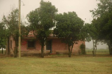 Kuzey Arjantin 'deki altın buğday tarlaları