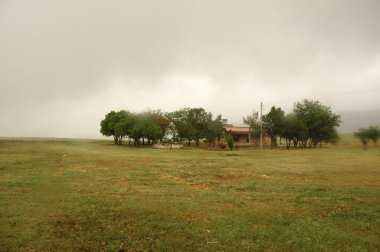 Kuzey Arjantin 'deki altın buğday tarlaları