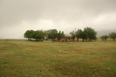 Kuzey Arjantin 'deki altın buğday tarlaları