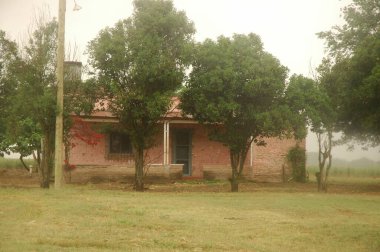 Kuzey Arjantin 'deki altın buğday tarlaları