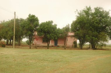 Kuzey Arjantin 'deki altın buğday tarlaları