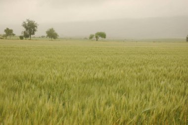 Kuzey Arjantin 'deki altın buğday tarlaları