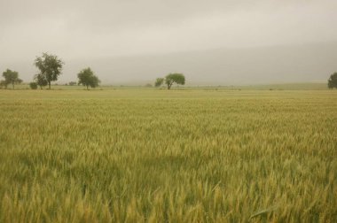 Kuzey Arjantin 'deki altın buğday tarlaları
