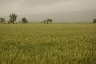 Kuzey Arjantin 'deki altın buğday tarlaları