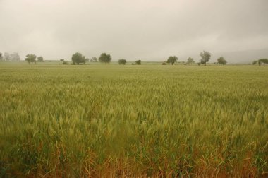 Kuzey Arjantin 'deki altın buğday tarlaları
