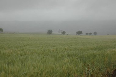 Kuzey Arjantin 'deki altın buğday tarlaları