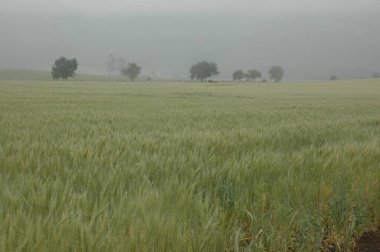 Kuzey Arjantin 'deki altın buğday tarlaları