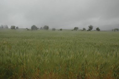 Kuzey Arjantin 'deki altın buğday tarlaları