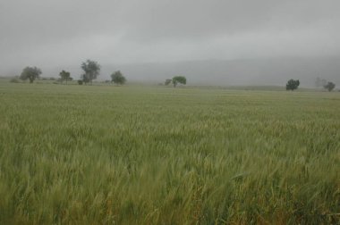 Kuzey Arjantin 'deki altın buğday tarlaları