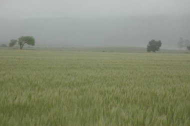 Kuzey Arjantin 'deki altın buğday tarlaları