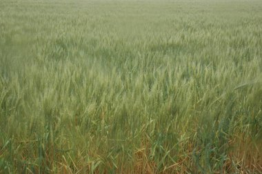 Kuzey Arjantin 'deki altın buğday tarlaları