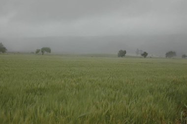Kuzey Arjantin 'deki altın buğday tarlaları