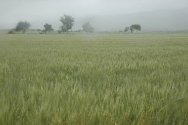 Kuzey Arjantin 'deki altın buğday tarlaları