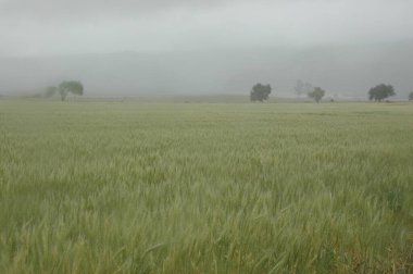 Kuzey Arjantin 'deki altın buğday tarlaları