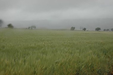 Kuzey Arjantin 'deki altın buğday tarlaları