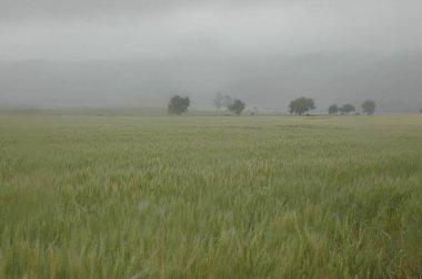Kuzey Arjantin 'deki altın buğday tarlaları