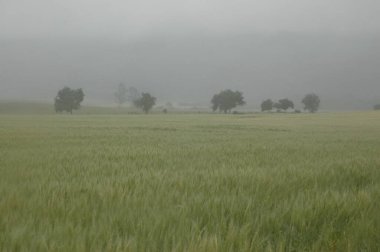 Kuzey Arjantin 'deki altın buğday tarlaları