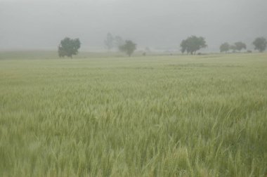 Kuzey Arjantin 'deki altın buğday tarlaları