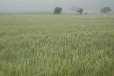 Kuzey Arjantin 'deki altın buğday tarlaları