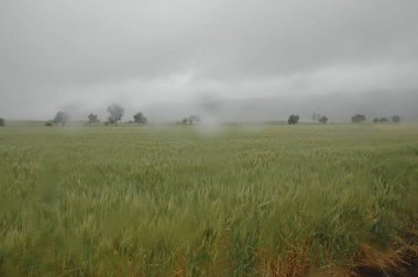 Kuzey Arjantin 'deki altın buğday tarlaları