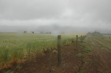 Kuzey Arjantin 'deki altın buğday tarlaları