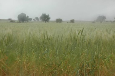 Kuzey Arjantin 'deki altın buğday tarlaları