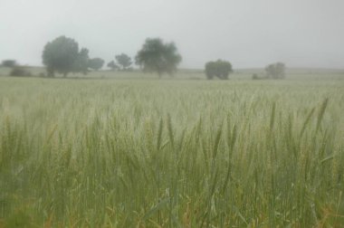 Kuzey Arjantin 'deki altın buğday tarlaları