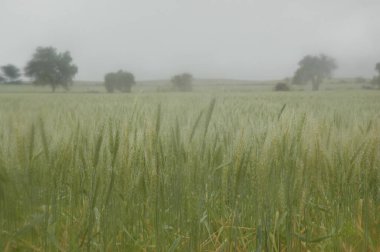 Kuzey Arjantin 'deki altın buğday tarlaları