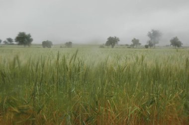Kuzey Arjantin 'deki altın buğday tarlaları