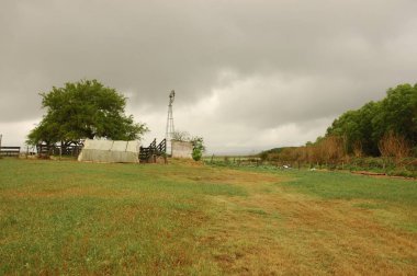 Kuzey Arjantin 'deki altın buğday tarlaları