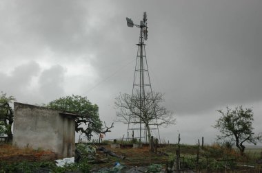 Kuzey Arjantin 'deki altın buğday tarlaları