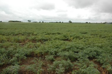 Kuzey Arjantin 'deki altın buğday tarlaları