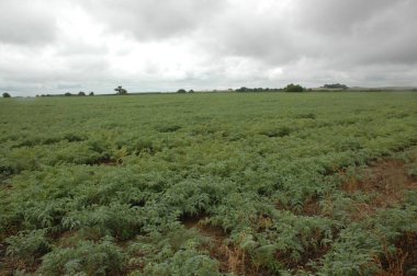 Kuzey Arjantin 'deki altın buğday tarlaları