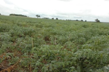 Kuzey Arjantin 'deki altın buğday tarlaları