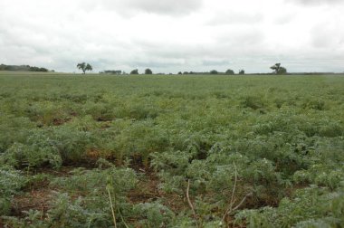 Kuzey Arjantin 'deki altın buğday tarlaları