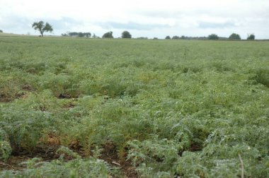 Kuzey Arjantin 'deki altın buğday tarlaları