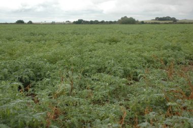 Kuzey Arjantin 'deki altın buğday tarlaları