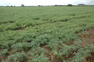 Kuzey Arjantin 'deki altın buğday tarlaları