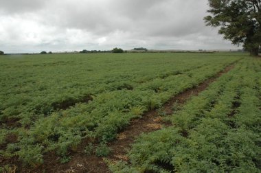 Kuzey Arjantin 'deki altın buğday tarlaları