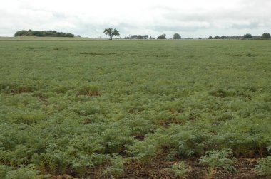 Kuzey Arjantin 'deki altın buğday tarlaları