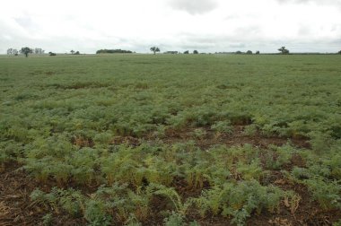Kuzey Arjantin 'deki altın buğday tarlaları