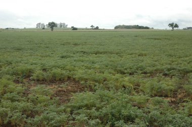 Kuzey Arjantin 'deki altın buğday tarlaları