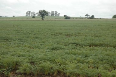 Kuzey Arjantin 'deki altın buğday tarlaları