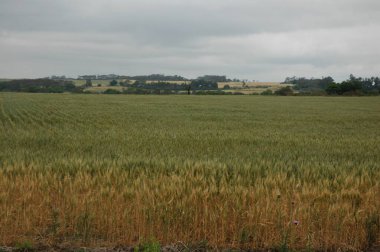 Kuzey Arjantin 'deki altın buğday tarlaları