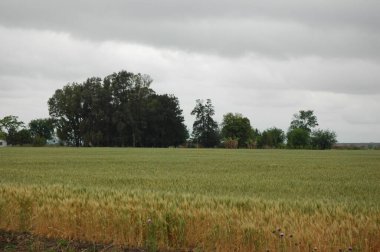 Kuzey Arjantin 'deki altın buğday tarlaları